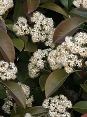 Olearia arborescens