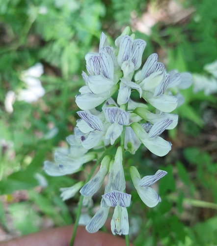 Wood Vetch