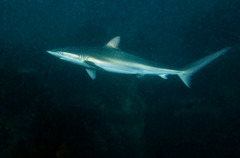 Carcharhinus obscurus