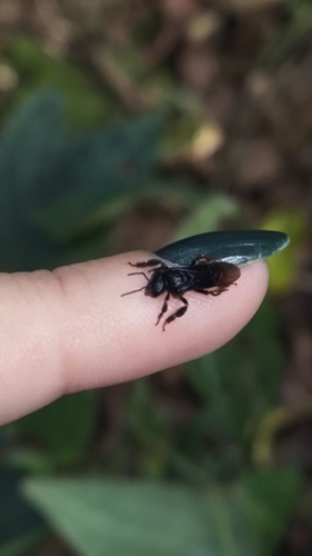 Spiny-legged Stingless bee
