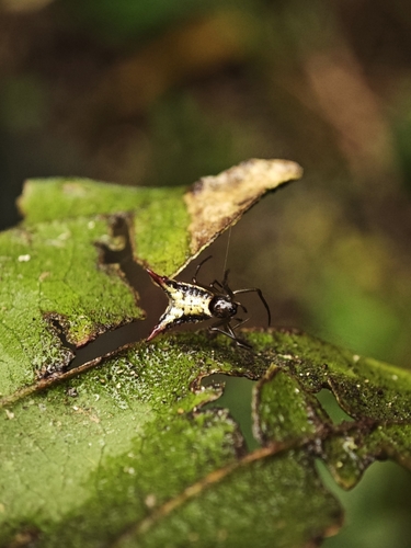 Micrathena plana