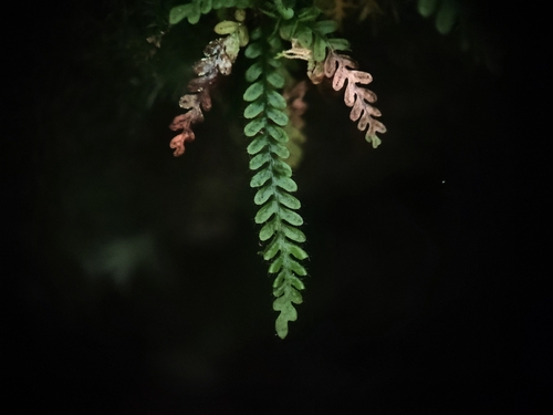 Calymmodon gracilis observed 2026-06-19