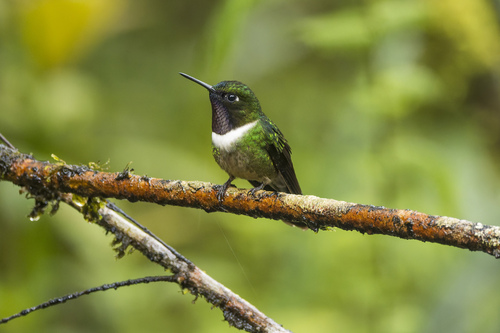 Amethyst-throated Sunangel (Heliangelus amethysticollis), photo 6