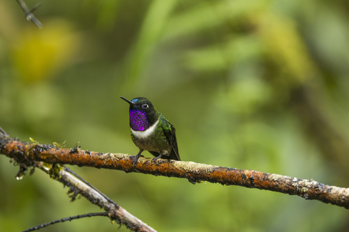 Amethyst-throated Sunangel (Heliangelus amethysticollis), photo 5