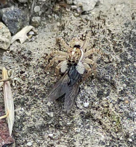 Half-edged Wall Jumping Spider