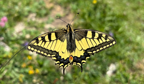 Old World Swallowtail