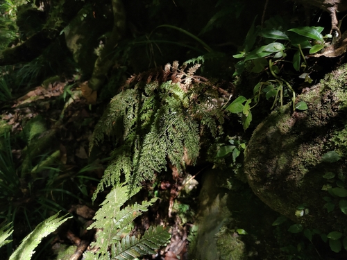 Callistopteris apiifolia observed 2026-06-19