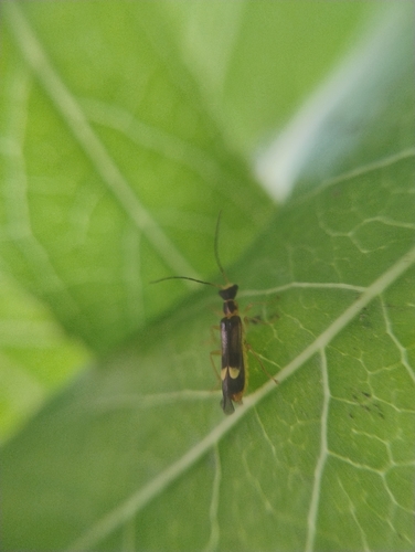 Malthinus flaveolus, Delft, Michiel de Ruyterweg, 2628 RX Delft, Netherlands, photo 10 of 10