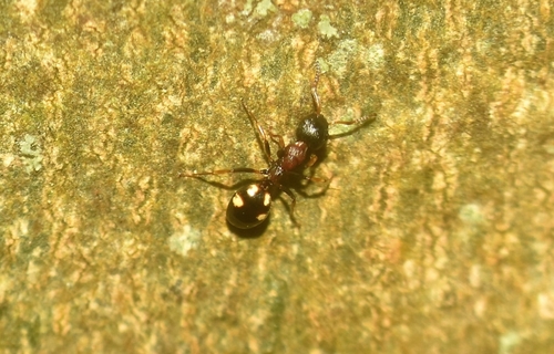 Four-Spotted Odorous Ant