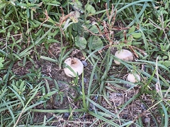 Fungi