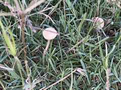Fungi