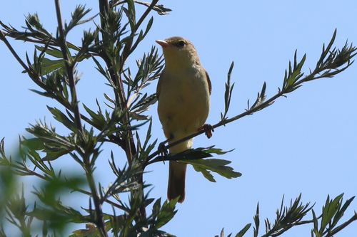 Melodious Warbler