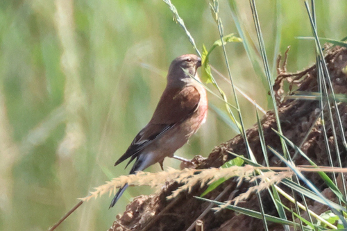 Eurasian Linnet
