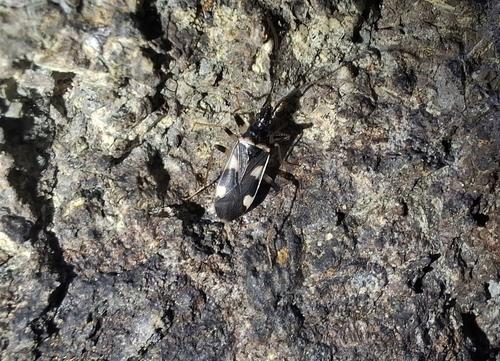 Noualhieria pieltaini