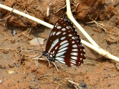 Neptis dejeani