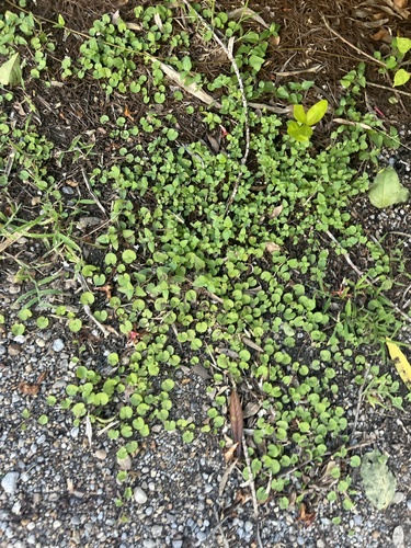 Carolina ponysfoot