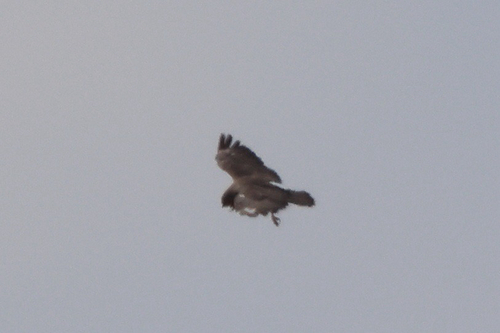 Common Buzzard
