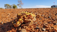 Moloch horridus