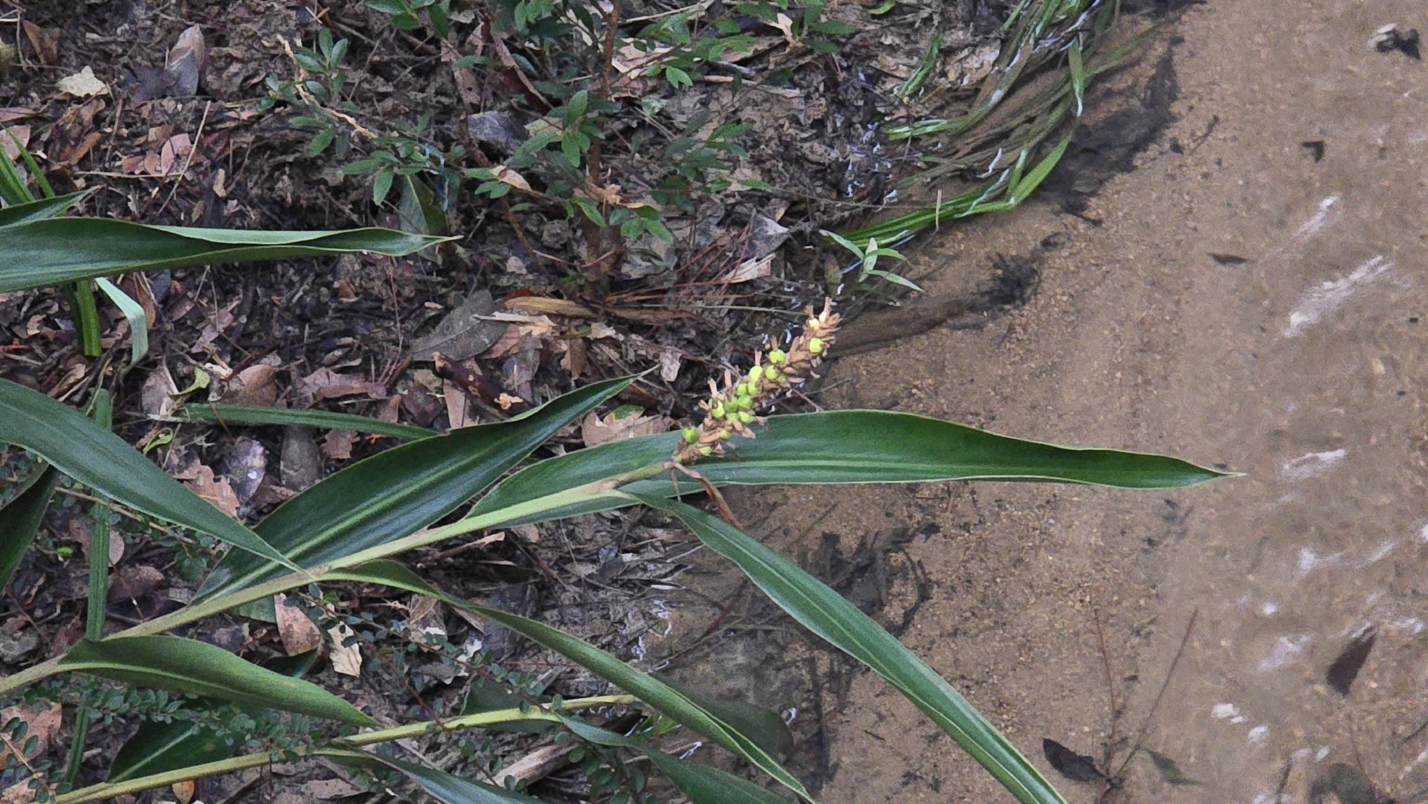 Alpinia stachyodes Hance 2
