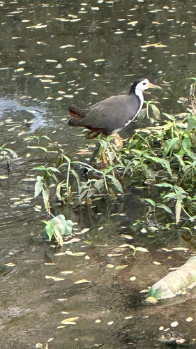 White-breasted Waterhen