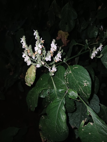 Isoglossa woodii