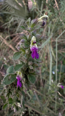 Anisomeles indica, photograph author not stated, no rights reserved