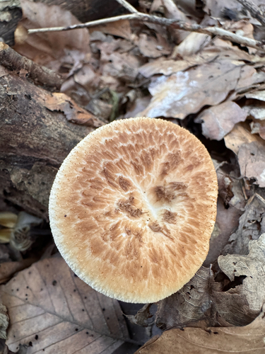 tuberous polypore