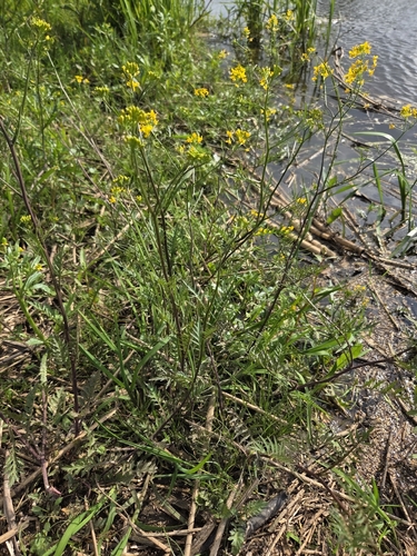 Amphibious Yellowcress