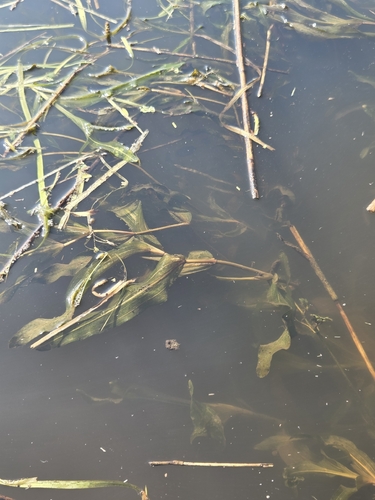 white-stemmed pondweed