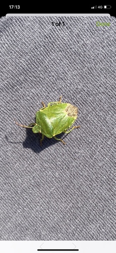 Green Shield Bug