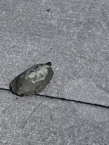 Featured image for “Texas Cooter”