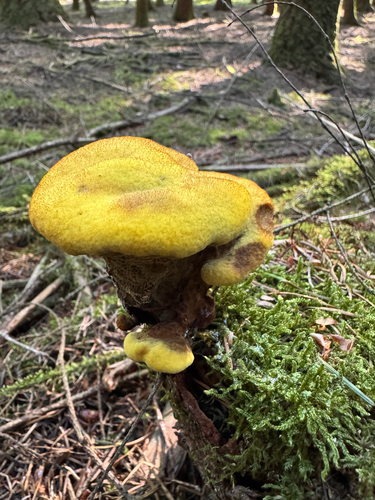 Dyer's Polypore