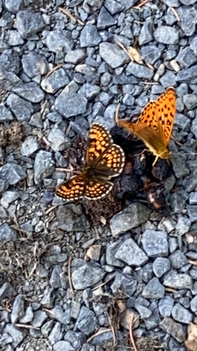 Heath Fritillary