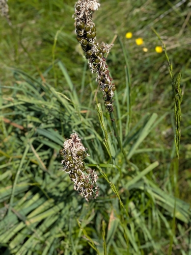Asphodelus macrocarpus, photograph 4
