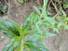 Platylyra californica