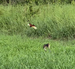 Jacana jacana