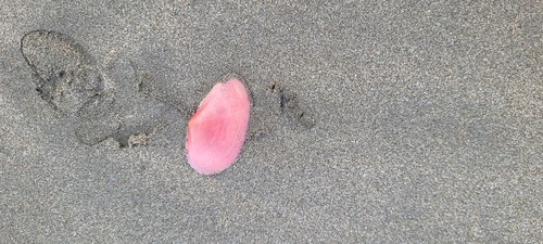 Sanguinolaria tellinoides, 2026-06-14