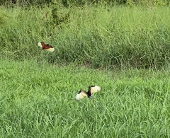 Jacana jacana