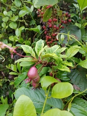 Burmeistera glabrata