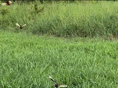 Jacana jacana