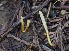Clavaria flavipes