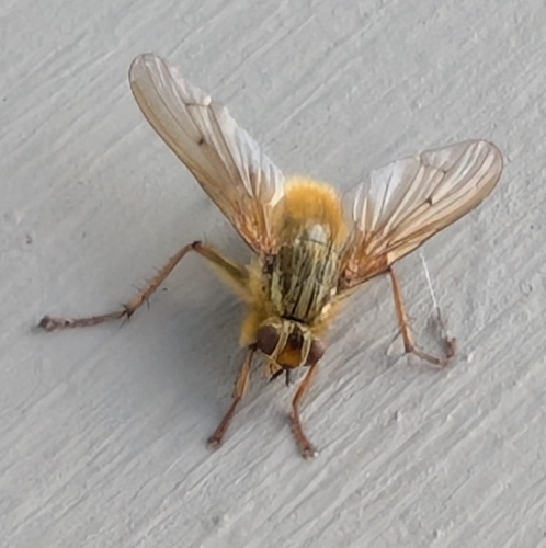 Golden Dung Fly
