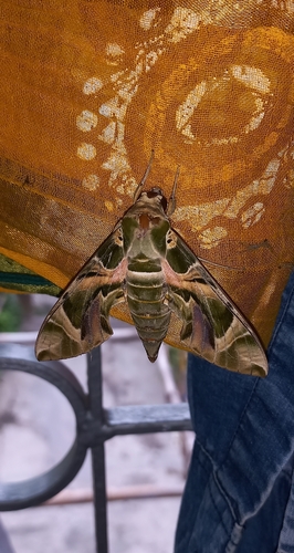 Oleander Hawkmoth