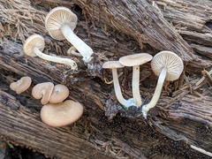 Trichocybe