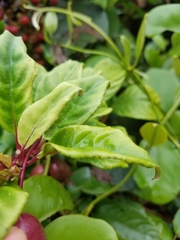 Burmeistera glabrata