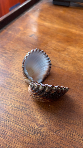 Rough Cockle