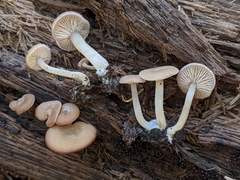 Trichocybe
