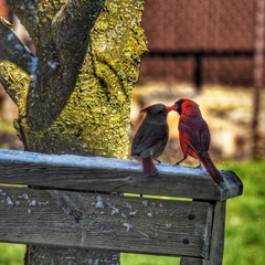 Cardinalis cardinalis