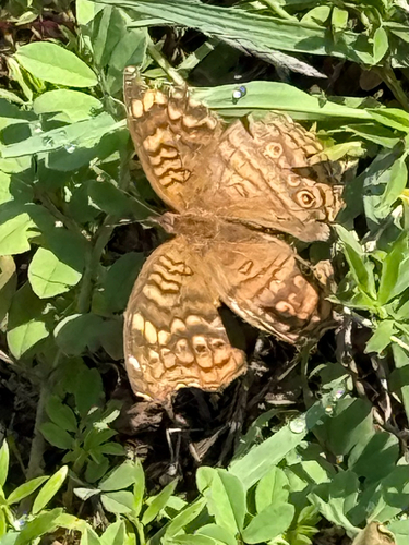 Golden Pansy