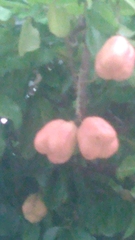 Blighia sapida